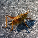 grasshopper_JulianneGCrane
