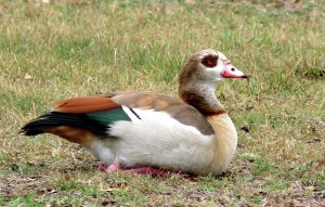 Egyptian Geese visit Potter's Creek campsite in Hill Country of Texas