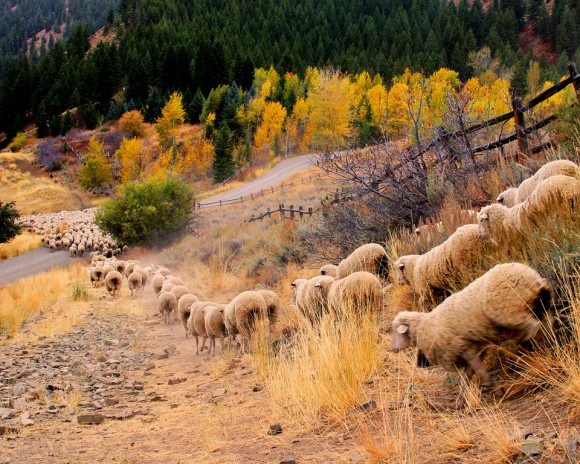 Clear+Creek+Sheep-Idaho-color