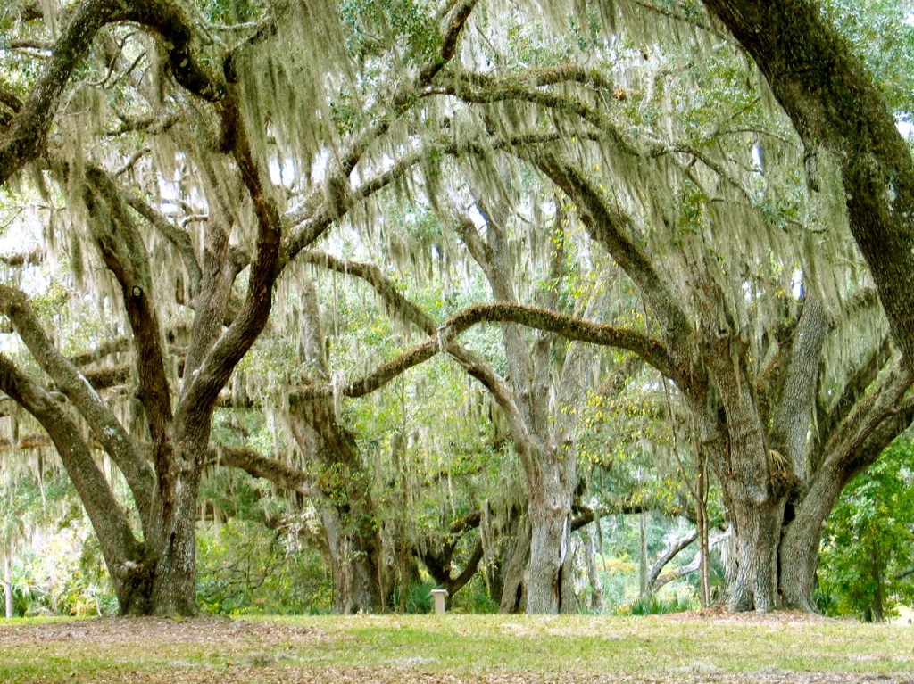 Florida’s Lake Griffin State Park