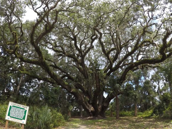 Florida’s Lake Griffin State Park ancient Live Oaks, camping