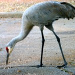 SandhillCrane_JulianneGCrane