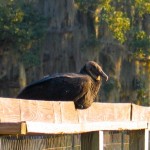 TurkeyVulture_JulianneGCrane