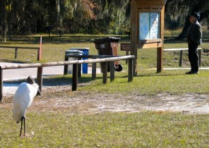 WoodStork_JimmySmith_JulianneGCrane