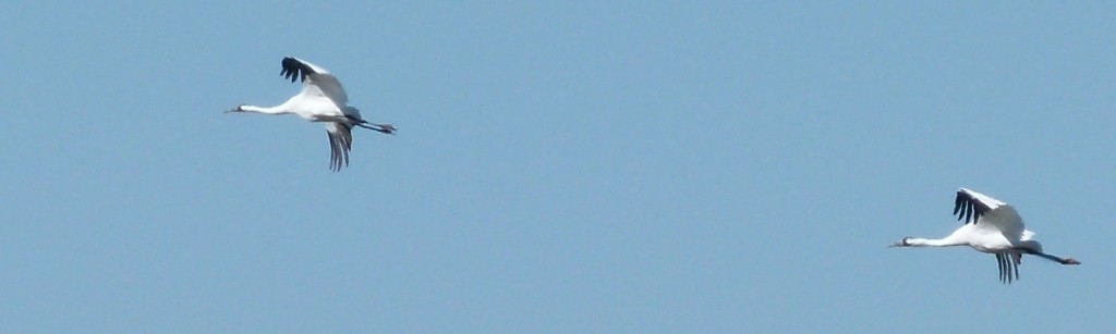 Bicycling near Goose Island State Park, saying so long to Whooping Cranes