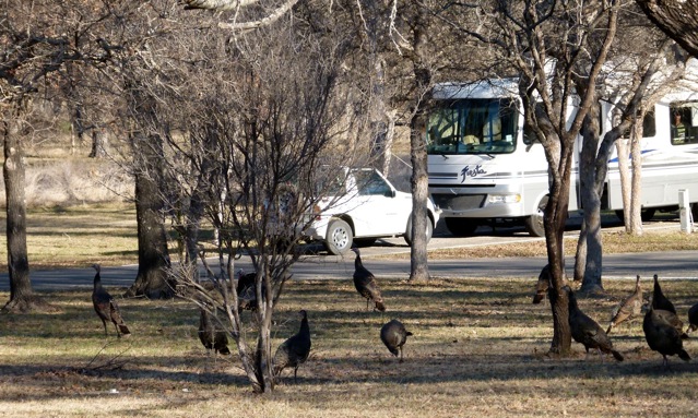 Texas’ South Llano River State Park is a turkey (roost, that is, during winter)