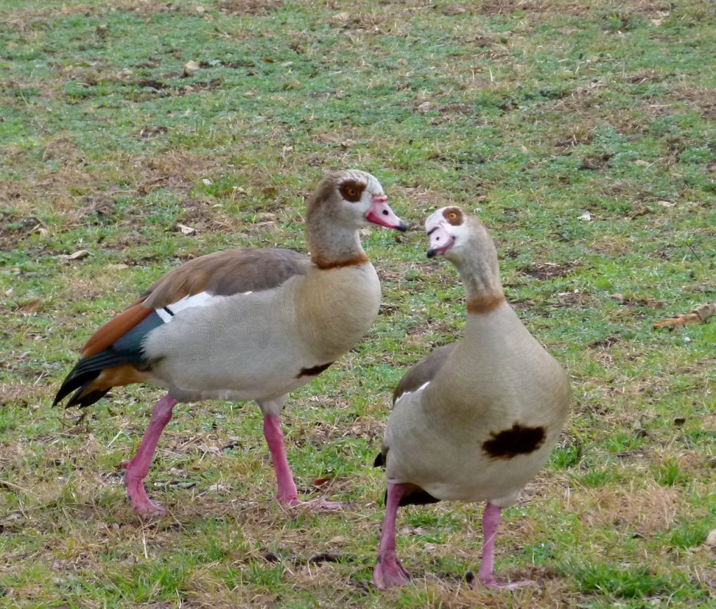 Egyptian Geese visit Potter’s Creek campsite in Hill Country of Texas