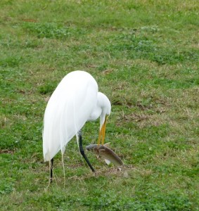 Great White Egret having seafood for lunch