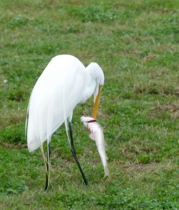 Egret_fish_2_JulianneGCrane