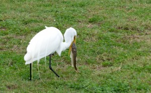 Egret_fish_4_JulianneGCrane