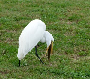 Egret_fish_5_JulianneCrane