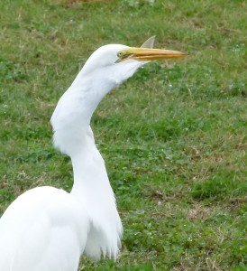 Egret_fish_6_JulianneCrane