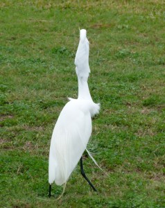 Egret_fish_7_JulianneCrane