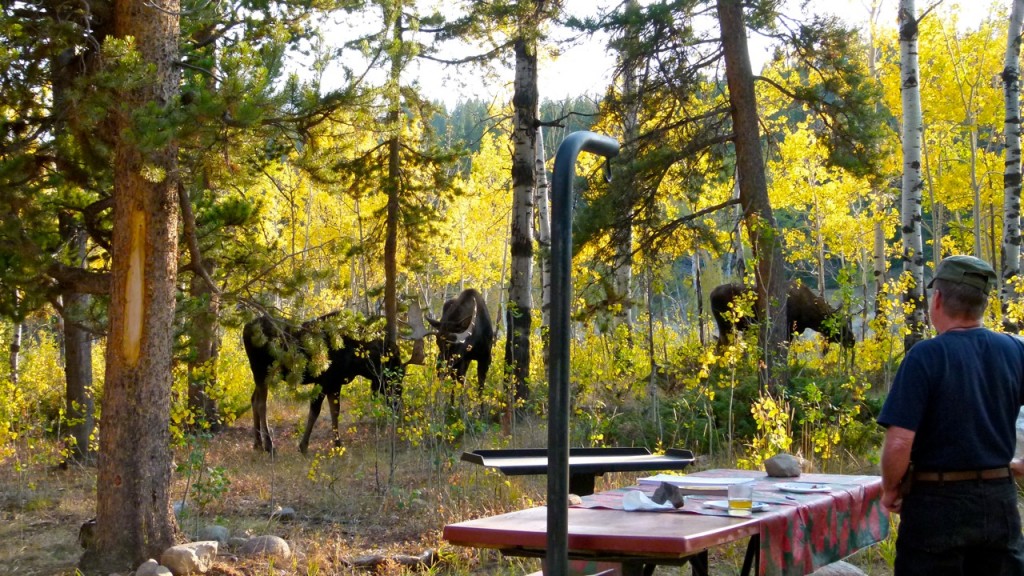 Unusual guests for dinner in Bighorn Mountains