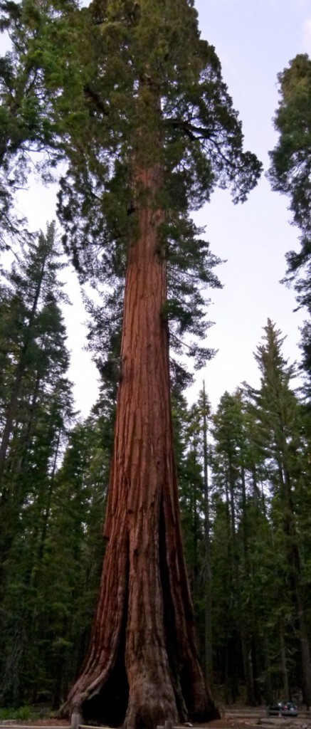 Yosemite Park’s Mariposa Grove of Giant Sequoias