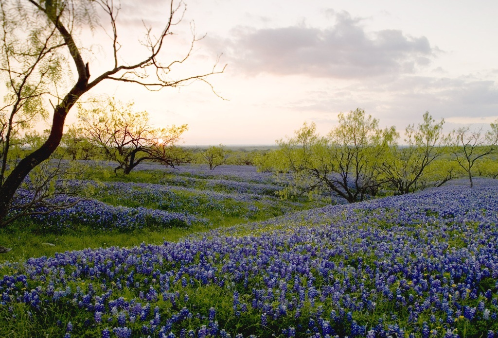 TX-field_of_bluebonnets-chase_a._fountain