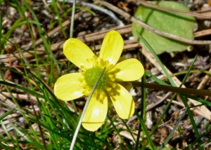 Buttercups, blue skies – spring in Eastern Washington