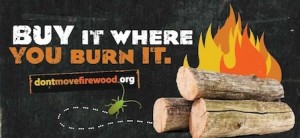 ‘Buy it where you burn it’ — Don’t Move Firewood