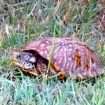 OasisSP_NM_box_turtle_JulianneGCrane