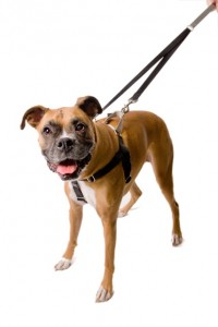 Holiday gift ideas for RVing pets, # 3: Freedom No-Pull Dog Harness