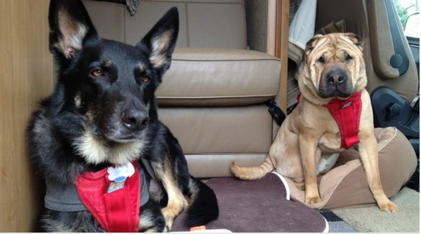 Holiday RV travel with pets, Part 2 — ‘Tips for safe, merry and peaceful trips’