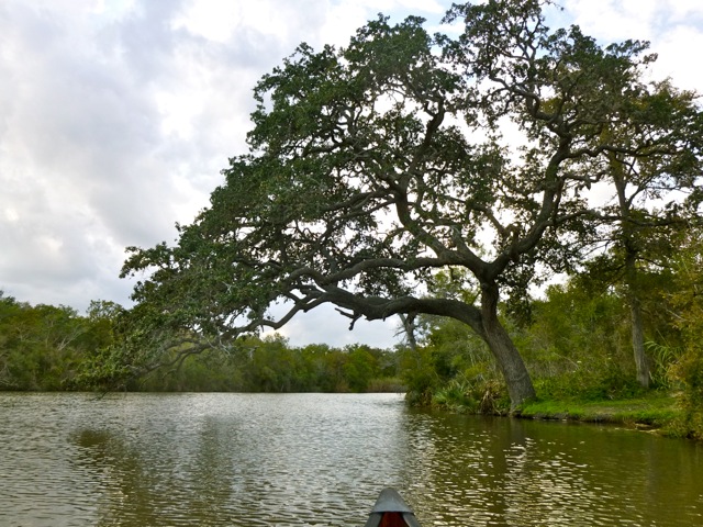 Texas’ Palmetto State Park is ‘botanical wonderland’