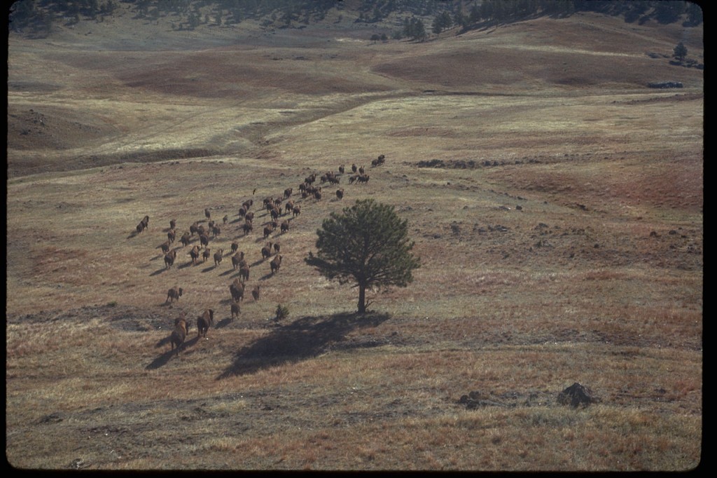 Wind_Cave_National_Park_BisonHerd_NPS