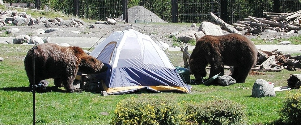 bears_attack_tent
