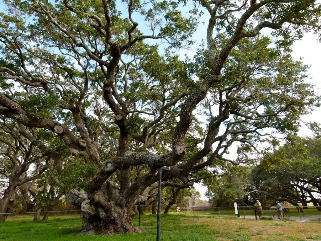 ‘The Big Tree’ perfect RV Short Stop on Texas Gulf Coast