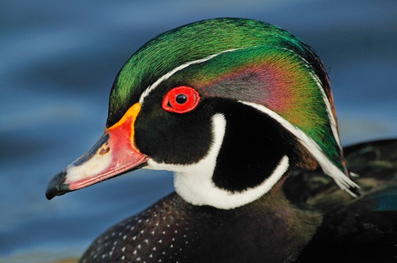 Wood Duck_Audubon