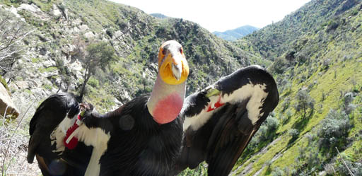 Live Condor Cam … reality TV at its best