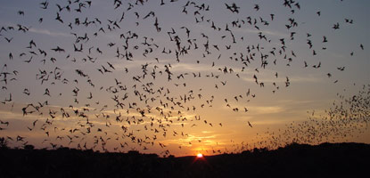 Free very special family evening events at Carlsbad Caverns — ‘Bat Flight’ programs, ‘Night Sky Parties’