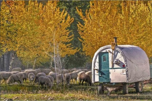 Sheep_Caravan_Idaho