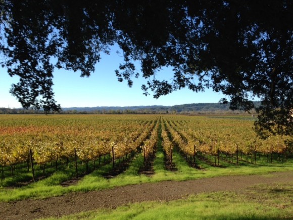 Meandered the Napa Valley skirting Bay Area traffic