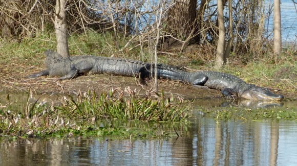 +BrazosBendTx_2-alligator-JulianneGCrane