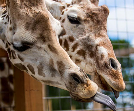 April the Giraffe’s home in New York State is fascinating family RV Short Stop