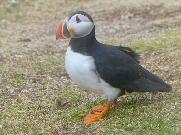 RVing the Maritimes with Kevin & Janie Justis, part 8: Puffins, rain, fog in Newfoundland, Canada